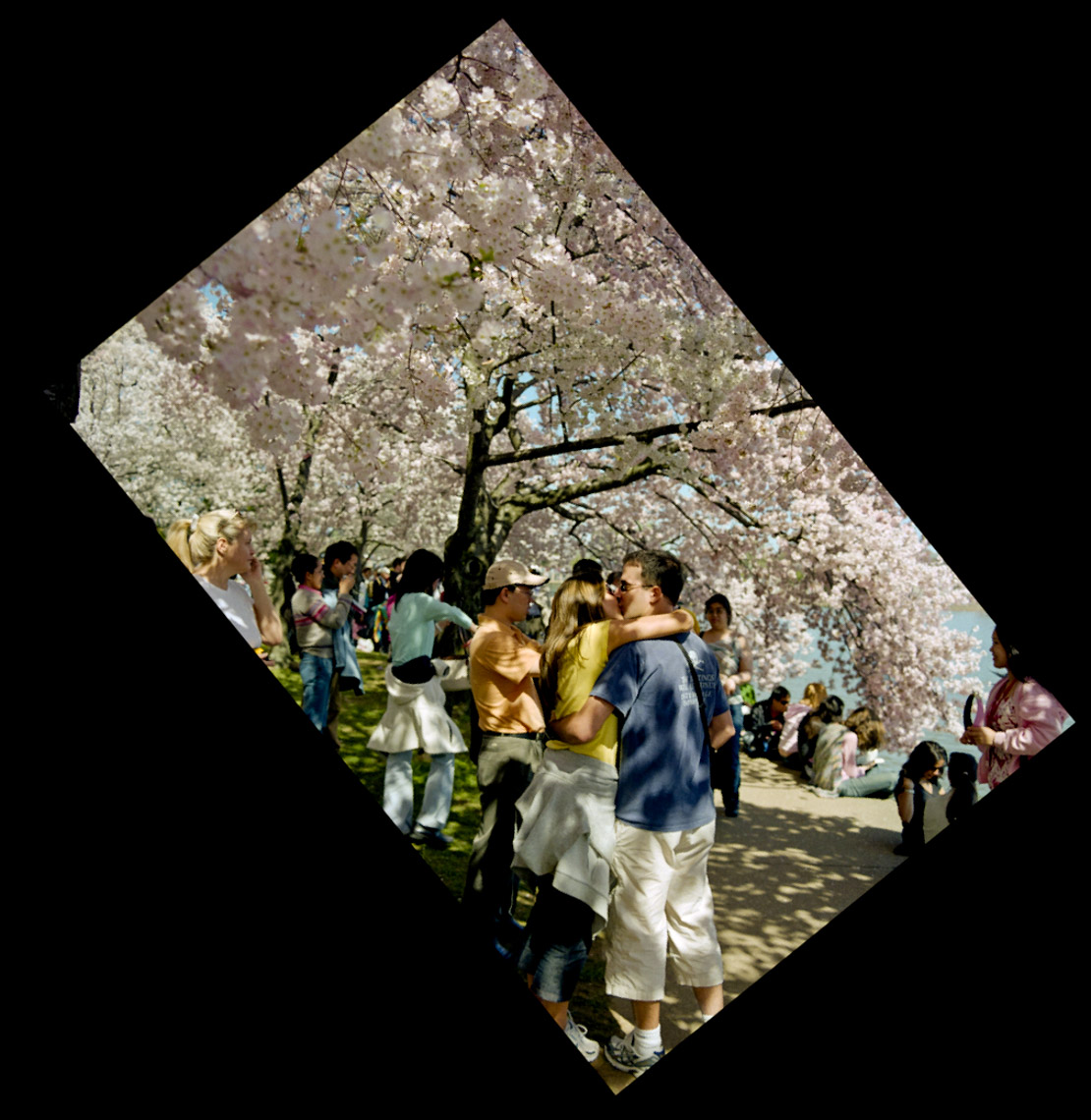 "Cherry Blossom Lovers", 1999, © Lewis Rogers, Contemporary Art Photography,  Contemporary Photography, Color Film Photography, 20th Century Photography, Photo-Sequence, Diptych Photography, Polyptych Photography,Triptych Photography, Postmodern Photography, 1990’s Photography, Constructivism Photography